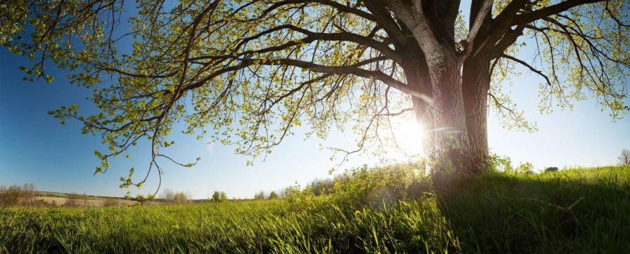 Natuur Wallgroup | Eik In Gras Met Zonnige Achtergrond Fotobehang