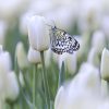 Natuur Wallgroup | Vlinder Op Een Witte Tulp Fotobehang