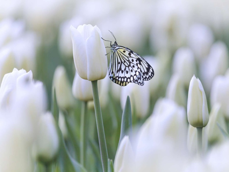 Natuur Wallgroup | Vlinder Op Een Witte Tulp Fotobehang