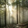 Natuur Wallgroup | Zonlicht Achter Bomen In Bos Fotobehang