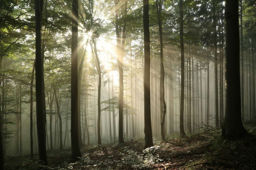 Natuur Wallgroup | Zonlicht Achter Bomen In Bos Fotobehang