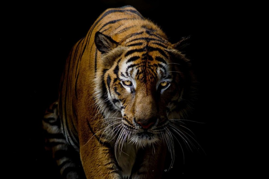 Dieren Wallgroup | Tijger Met Een Zwarte Achtergrond Fotobehang