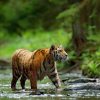 Dieren Wallgroup | Tijger In Russische Natuur Fotobehang