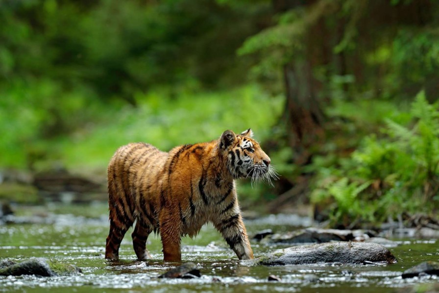 Dieren Wallgroup | Tijger In Russische Natuur Fotobehang