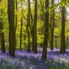 Natuur Wallgroup | Bos Met Veel Lavendel Fotobehang