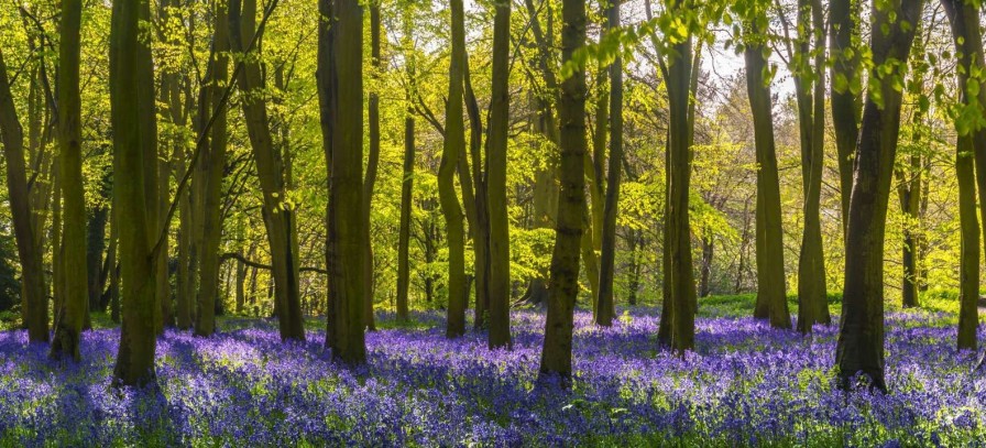 Natuur Wallgroup | Bos Met Veel Lavendel Fotobehang