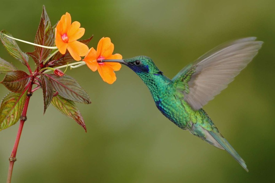 Natuur Wallgroup | Kleurrijke Kolibrie Op Bloem Fotobehang