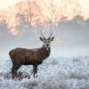 Landschap Wallgroup | Hert In De Winter Fotobehang