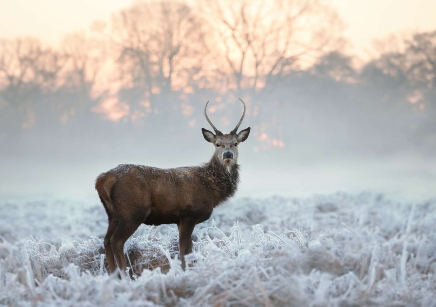 Landschap Wallgroup | Hert In De Winter Fotobehang