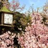 Natuur Wallgroup | Bloesem Met Klok Op Achtergrond Fotobehang