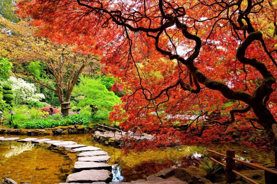 Natuur Wallgroup | Vijver Met Een Overhangende Rode Japanse Esdoorn Fotobehang