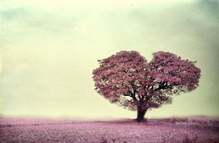 Natuur Wallgroup | Roze Hartvormige Boom Fotobehang