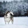 Dieren Wallgroup | Alaska-Malamute In De Sneeuw Fotobehang