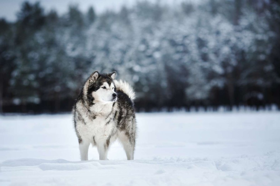 Dieren Wallgroup | Alaska-Malamute In De Sneeuw Fotobehang