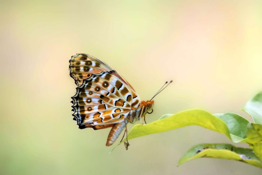 Dieren Wallgroup | Vlinder Op Plant Fotobehang