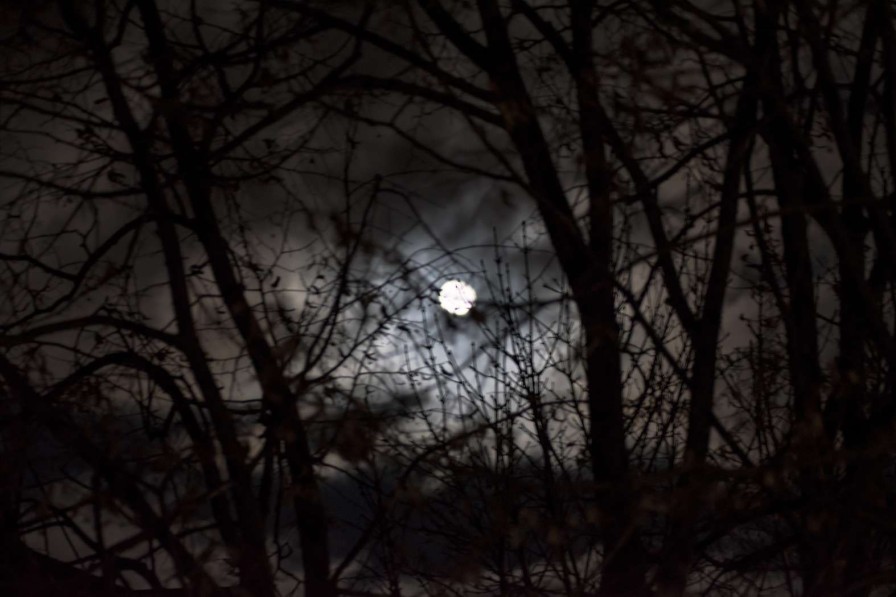 Landschap Wallgroup | Volle Maan Vanuit Het Bos Fotobehang