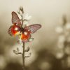 Natuur Wallgroup | Rode Vlinder Met Sepia Achtergrond Fotobehang