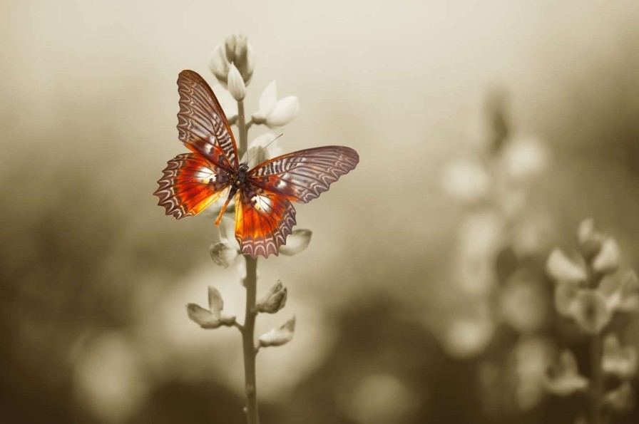 Natuur Wallgroup | Rode Vlinder Met Sepia Achtergrond Fotobehang