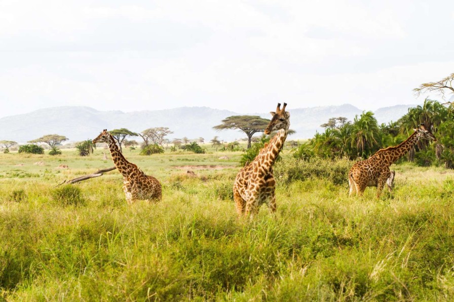 Landschap Wallgroup | Giraffen In Tanzania Fotobehang