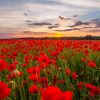 Natuur Wallgroup | Rode Klaprozenveld Bij Zonsondergang Fotobehang