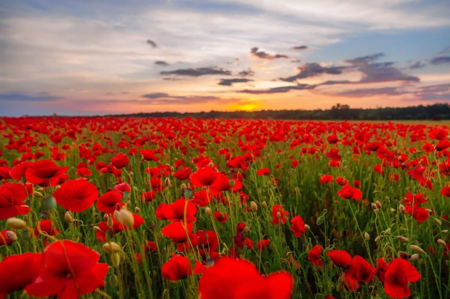 Natuur Wallgroup | Rode Klaprozenveld Bij Zonsondergang Fotobehang