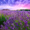 Natuur Wallgroup | Lavendel Met Zonsondergang Fotobehang