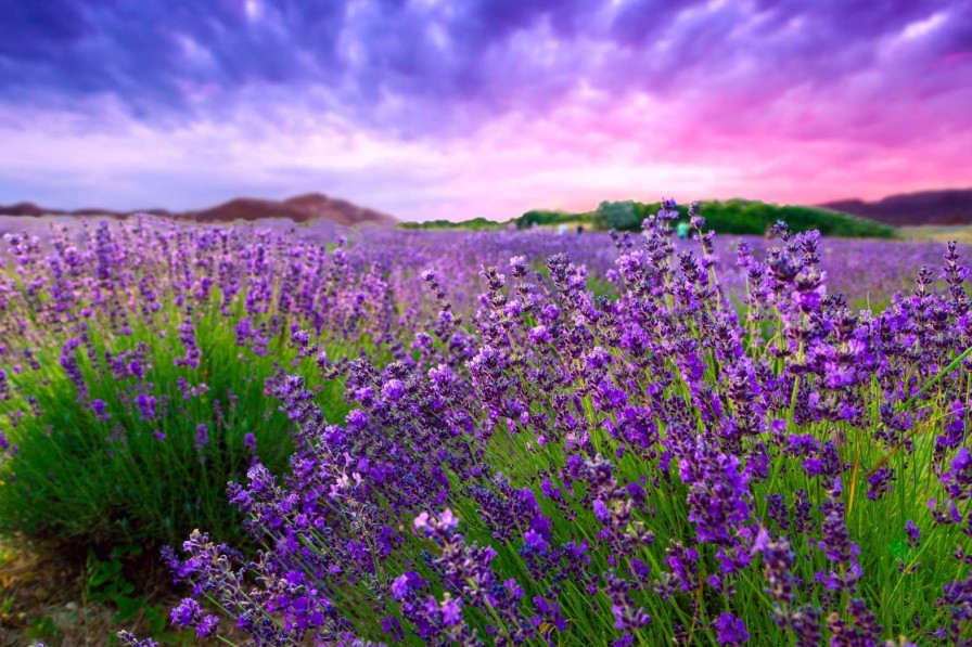 Natuur Wallgroup | Lavendel Met Zonsondergang Fotobehang