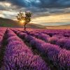 Natuur Wallgroup | Prachtig Landschap Met Lavendel Veld Bij Zonsopkomst Fotobehang