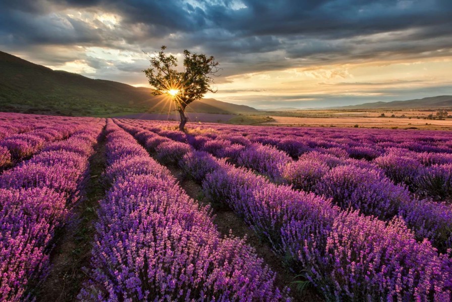 Natuur Wallgroup | Prachtig Landschap Met Lavendel Veld Bij Zonsopkomst Fotobehang