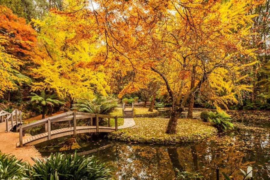 Natuur Wallgroup | Australisch Parkje In De Herfst Fotobehang