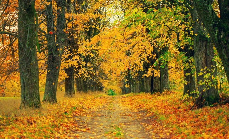 Natuur Wallgroup | Herfst Bomen Met Gele Bladeren Fotobehang