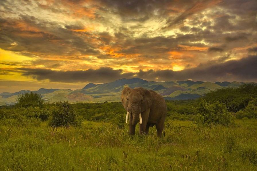 Dieren Wallgroup | Olifant In Kenia Bij Zonsondergang Fotobehang