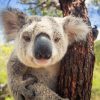 Dieren Wallgroup | Schattige Koala Fotobehang