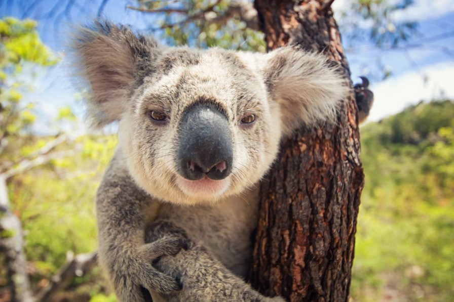 Dieren Wallgroup | Schattige Koala Fotobehang