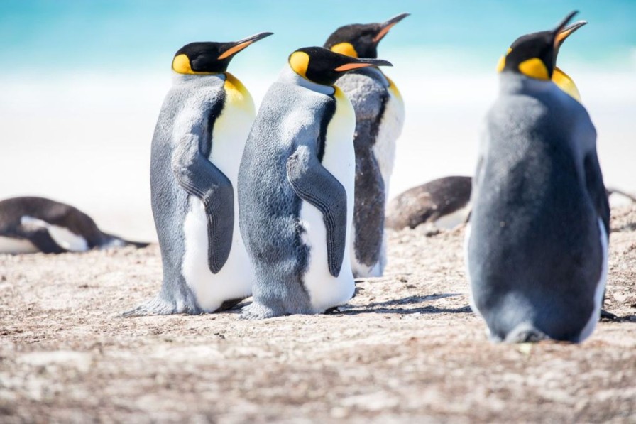 Dieren Wallgroup | Vier Pinguins Verkennen De Noordpool Fotobehang