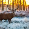 Landschap Wallgroup | Rendier Bij Zonsopkomst Fotobehang