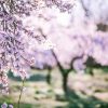 Natuur Wallgroup | Bloeiende Amandelbomen Fotobehang