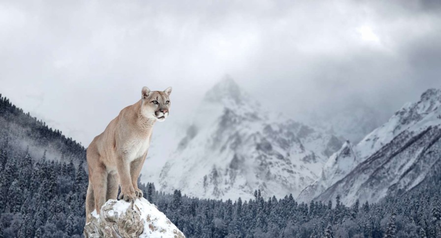 Landschap Wallgroup | Poema In Een Winterlandschap Fotobehang