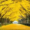 Natuur Wallgroup | Twee Rijen Van Gele Ginkgobomen In De Herfst Fotobehang