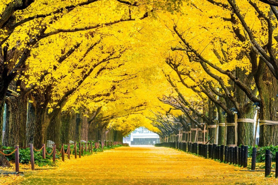 Natuur Wallgroup | Twee Rijen Van Gele Ginkgobomen In De Herfst Fotobehang