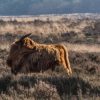 Landschap Wallgroup | Schotse Hooglander In Het Wild Fotobehang