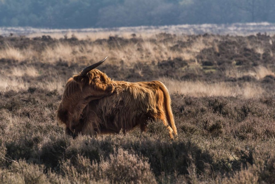 Landschap Wallgroup | Schotse Hooglander In Het Wild Fotobehang