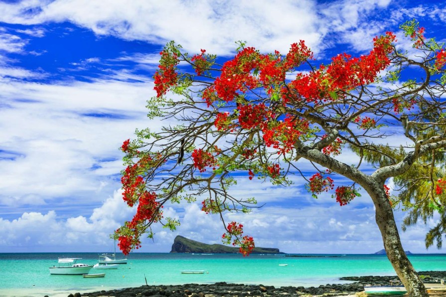 Natuur Wallgroup | Rode Flamboyant Boom Op Het Strand Fotobehang