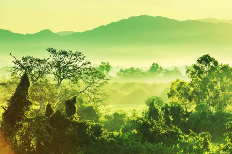 Landschap Wallgroup | Tropische Jungle In Mexico Fotobehang