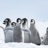 Landschap Wallgroup | Keizerspinguins In De Sneeuw Fotobehang