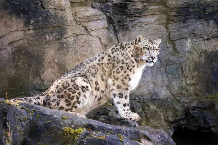 Dieren Wallgroup | Volwassen Sneeuwluipaard Op Een Rots Fotobehang