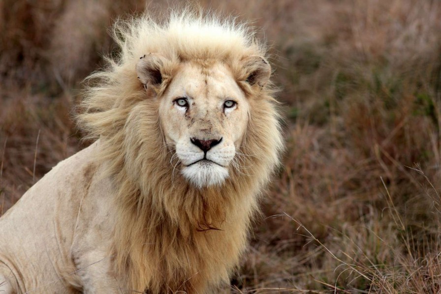 Dieren Wallgroup | Harige Leeuw In De Natuur Fotobehang