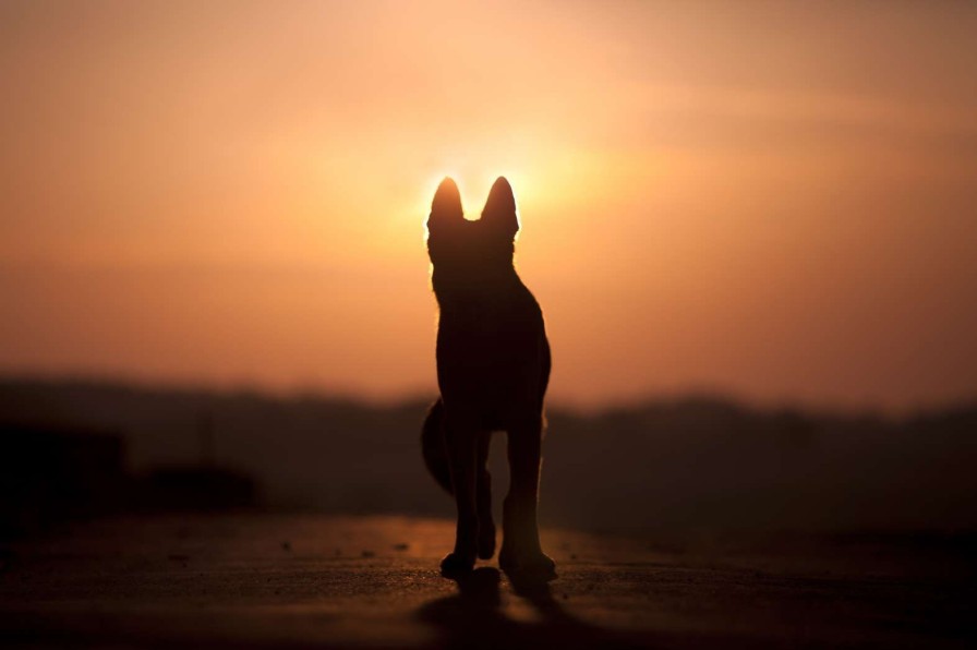 Dieren Wallgroup | Hond Bij Zonsondergang Fotobehang