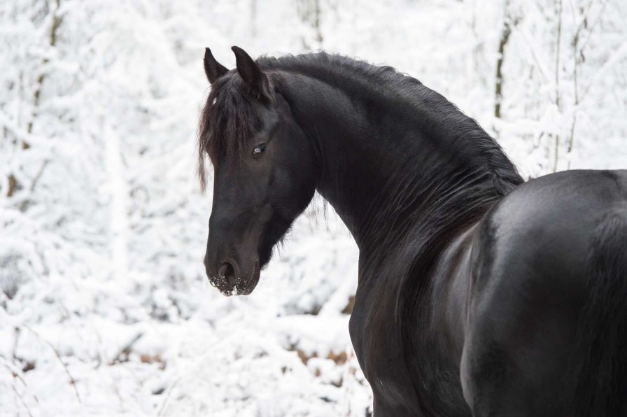 Dieren Wallgroup | Fries Paard In De Sneeuw Fotobehang