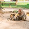 Dieren Wallgroup | Moeder Aap Geeft Haar Kindje Te Eten Fotobehang